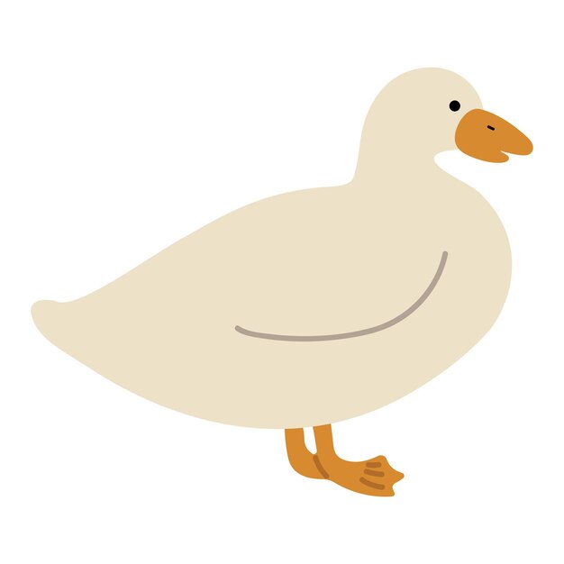 Pato blanco sencillo 27
