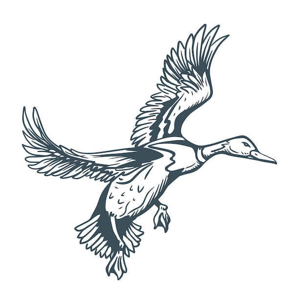pato negro