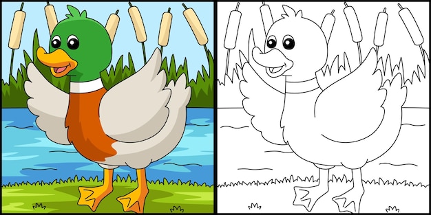 Pato página para colorear ilustración coloreada