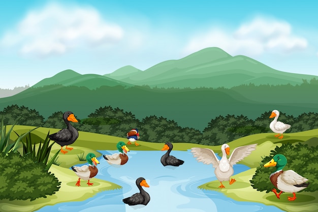 Vector patos en la escena del estanque