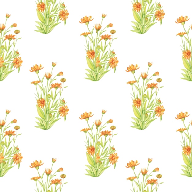Patrón de acuarela de caléndula para empaque de papel tapiz Las flores son una planta medicinal Ilustración dibujada a mano para carteles de fondos Postal de flora