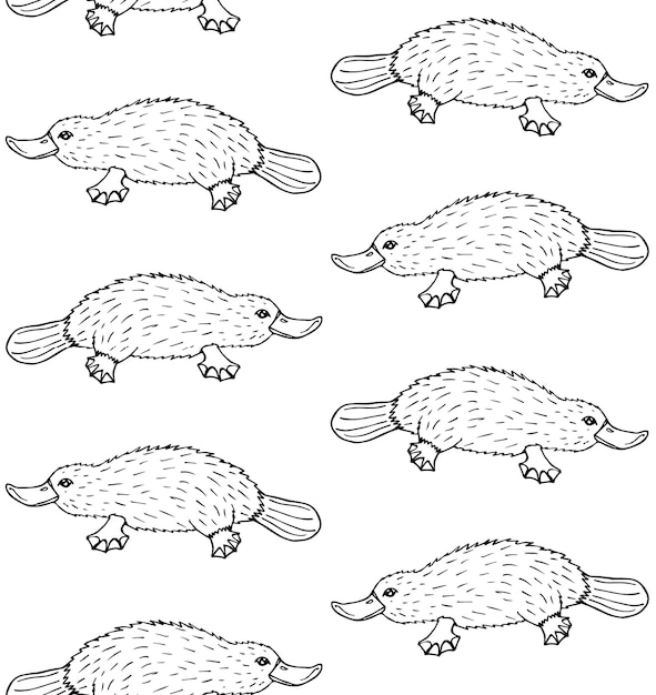 Patrón sin costura vectorial de pico de pato ornitorrinco