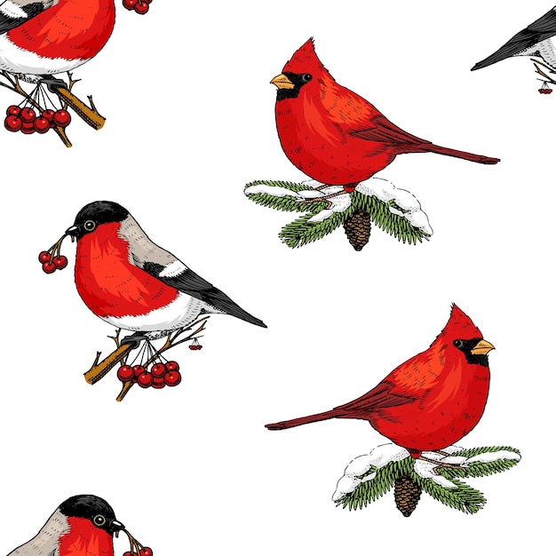 Vector patrón sin costuras acebo y camachuelo pájaros cardinales rojos feliz navidad o navidad año nuevo decoración de vacaciones de invierno grabado a mano dibujado en boceto antiguo y estilo vintage