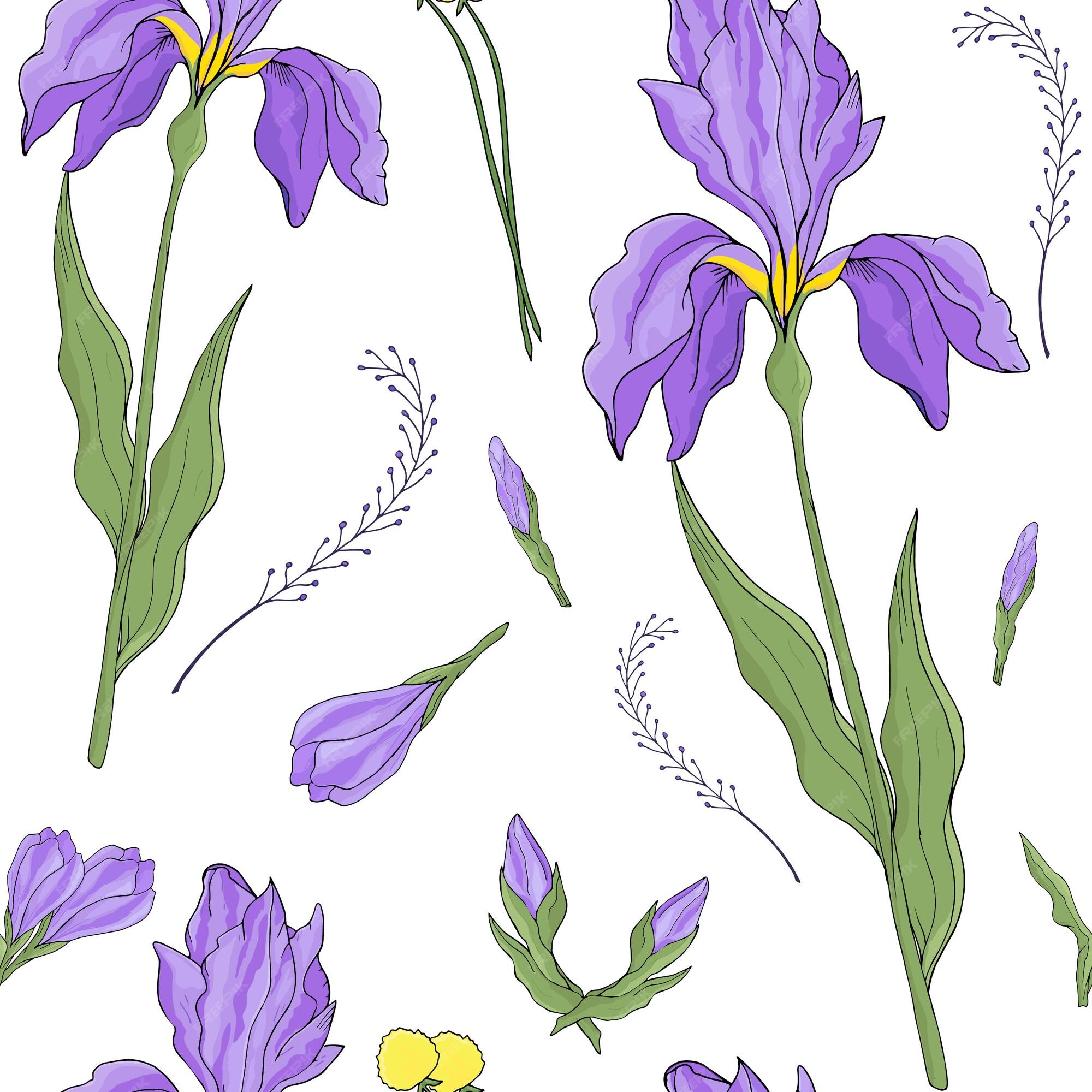 Patrón sin costuras de flor de iris sobre fondo blanco | Vector Premium Patrón sin costuras de flor de iris sobre fondo blanco | Vector Premium