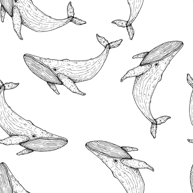 Patrón sin costuras con una gran ballena pintada a mano animal marino gráfico de clip art tropical aislado en