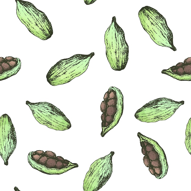 Patrón sin costuras de ilustración vectorial con cardamomo dibujado a mano sobre fondo blanco. Patrón culinario de especias con vaina de cardamomo. Ingredientes a base de hierbas para la cocina o el diseño de paquetes.