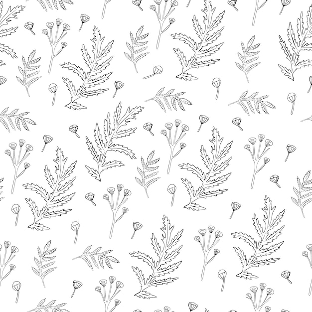 Patrón sin costuras Ilustración vectorial de la flor Tansy Tanacetum vulgare aislada en tinta de fondo blanco