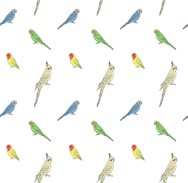 Patrón sin costuras de loros diferentes dibujados a mano