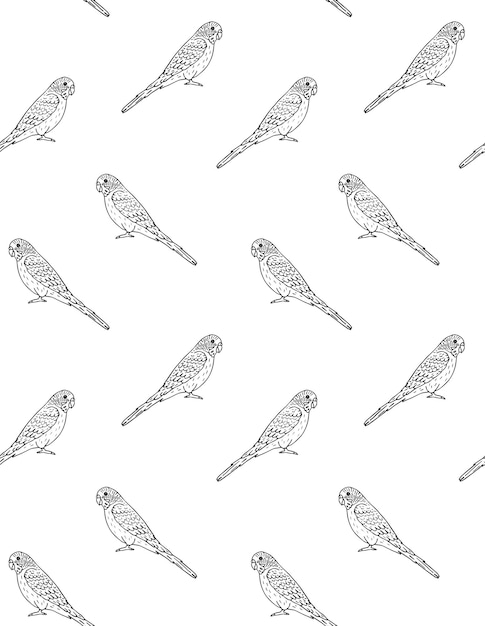 Patrón sin costuras de loros periquitos dibujados a mano