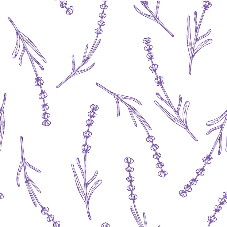 Vector patrón sin costuras vectorial con lavanda flores lineales pintadas a mano clipart gráfico aislado en el dorso