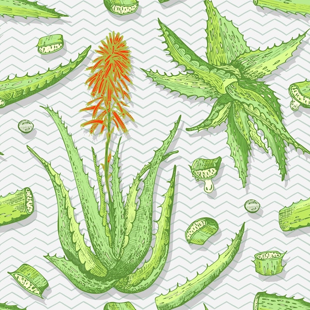 Patrón sin costuras con vida de Aloe vera dibujada a mano y flor en color verde y rojo aislado sobre fondo gris de chevron Diseño gráfico de grabado vintage retro Dibujo de boceto botánico
