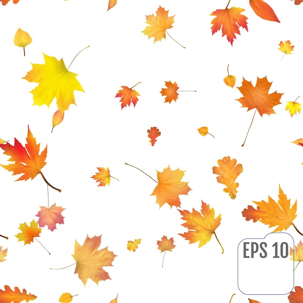 Patrón sin fisuras con coloridas hojas de otoño. Celebración de confeti de hoja de color. Decoración festiva. Vector. Patrón sin fisuras sobre fondo blanco.