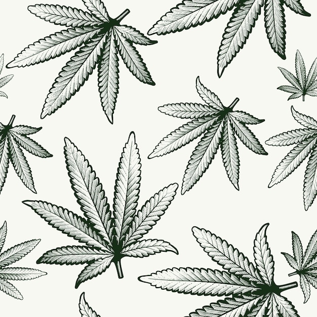 Patrón sin fisuras con hojas grabadas de cannabis sobre fondo blanco en estilo grunge vintage Vector