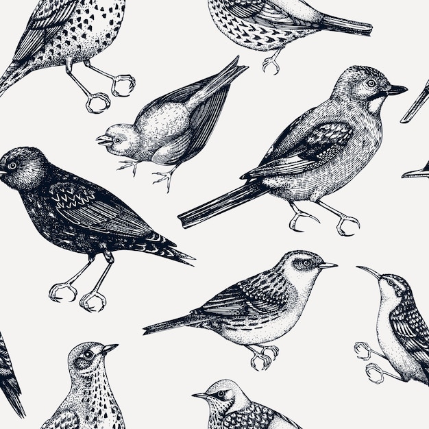 Patrón sin fisuras con ilustraciones detalladas de aves dibujadas a mano en estilo grabado