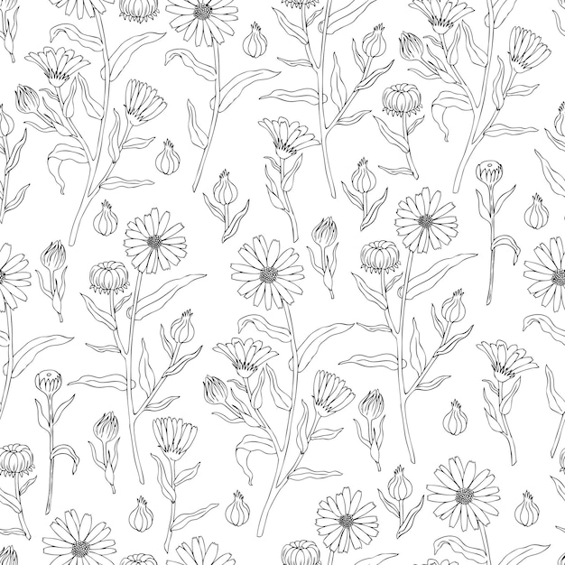 Patrón floral sin costuras Flor de caléndula aislada en el dorso blanco
