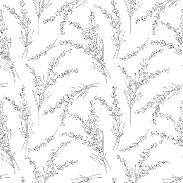Patrón floral sin costuras con fondo de lavanda Fondo ecológico Arte de línea dibujado a mano de lavanda
