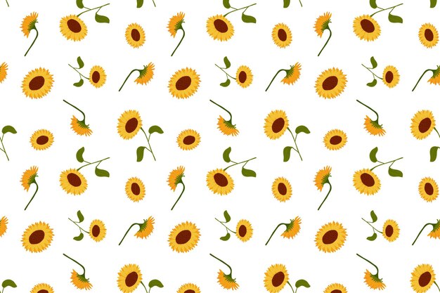 Patrón floral sin costuras girasoles amarillos en flor sobre un fondo blanco Vector botánico