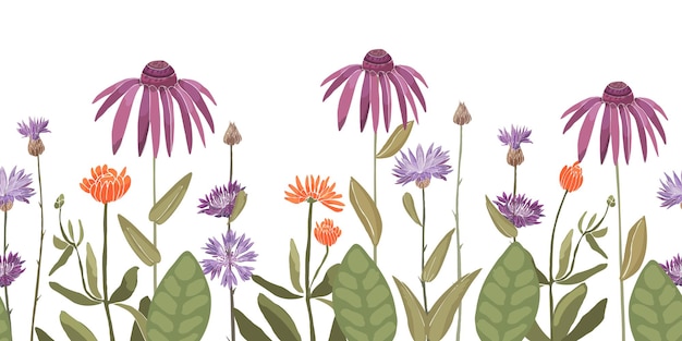 patrón floral transparente, cenefa decorativa con aciano Centaurea, equinácea, caléndula. Flores de color púrpura, violeta, naranja, hojas verdes aisladas sobre fondo blanco.