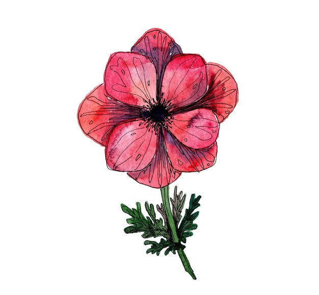 patrón de flores de anémona roja de acuarela pintado a mano flores rojas en fondo rosa floral de verano
