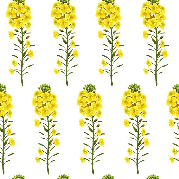 Patrón de flores de colza, canola. Brassica napus.