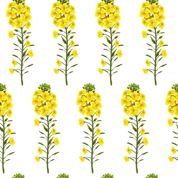 Patrón de flores de colza, canola. brassica napus.