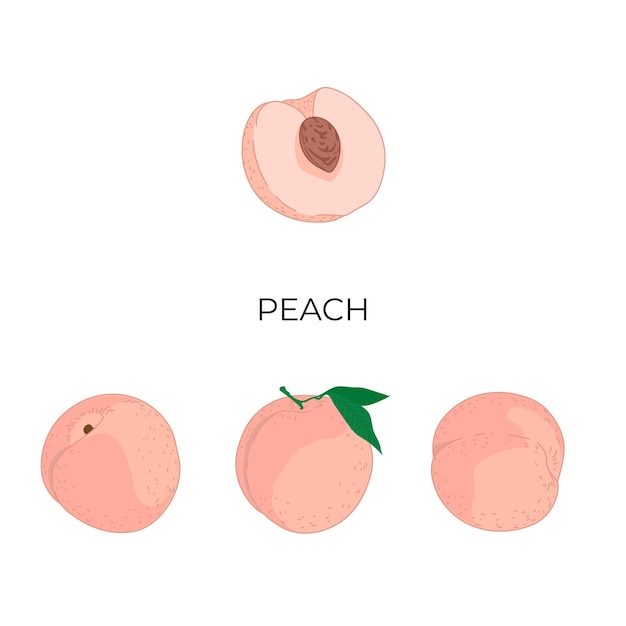Patrón de fruta de durazno sin costuras. Ilustración vectorial de frutas. Fondo interminable tropical de verano.