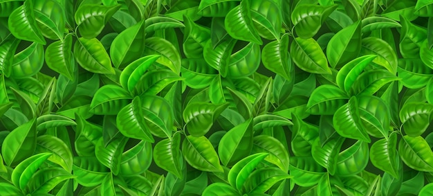 Patrón de hojas realistas Impresión sin costuras con follaje de primavera verde concepto de fondo de menta y té Fondo de pantalla de textura de jardín vectorial