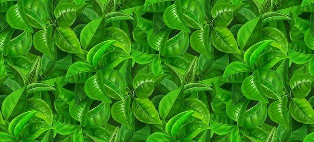 Vector patrón de hojas realistas impresión sin costuras con follaje de primavera verde concepto de fondo de menta y té fondo de pantalla de textura de jardín vectorial