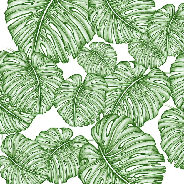 Vector patrón de monstera de hojas tropicales