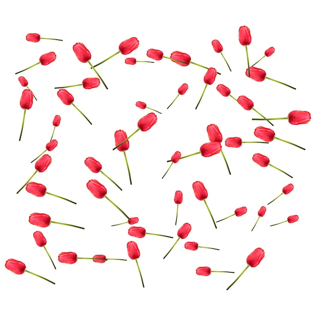 Vector patrón de muchos tulipanes rojos sobre un fondo blanco el concepto de la llegada de la primavera pascua fondo de vacaciones universal imagen vectorial