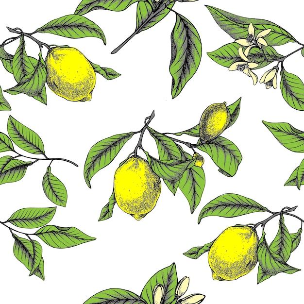 Patrón transparente de vector botánico de limón Limón flores y hojas Adorno de limonada cítrica