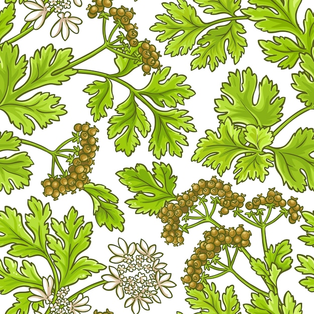 Patrón de vector de cilantro