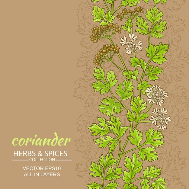 Patrón de vector de cilantro