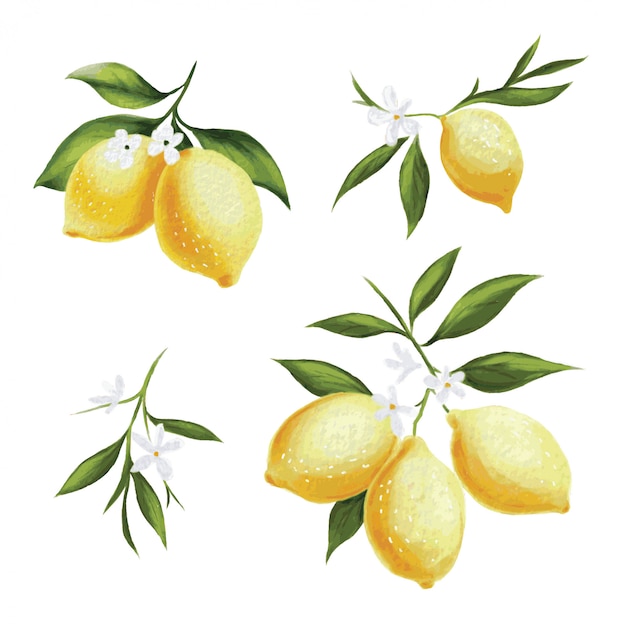 Patrón de vector de limón
