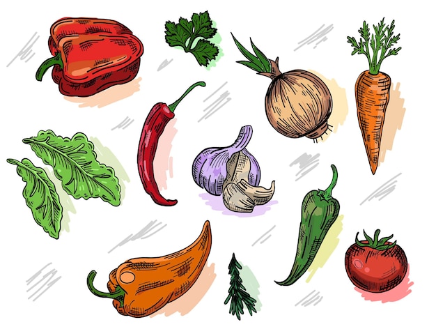 patrón vectorial dibujado a mano de verduras y hierbas