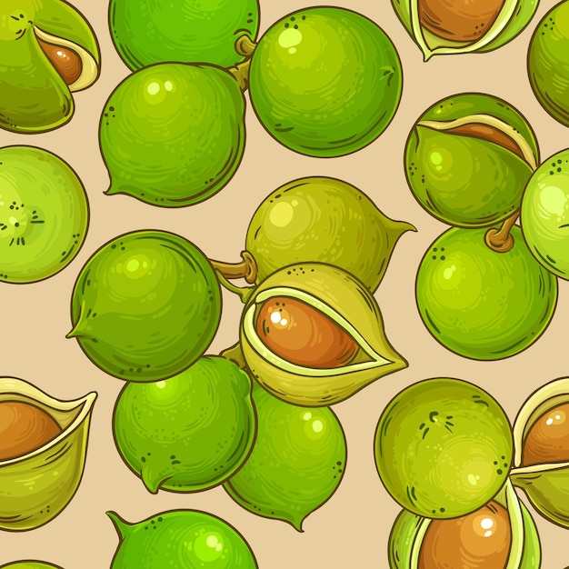 patrón vectorial de nueces de macadamia en el fondo de color