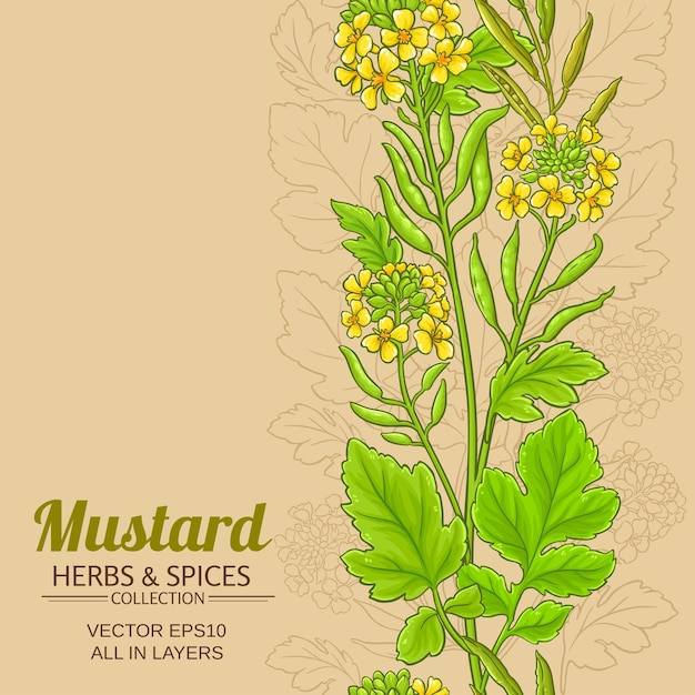 patrón vectorial de la planta de mostaza en el fondo de color