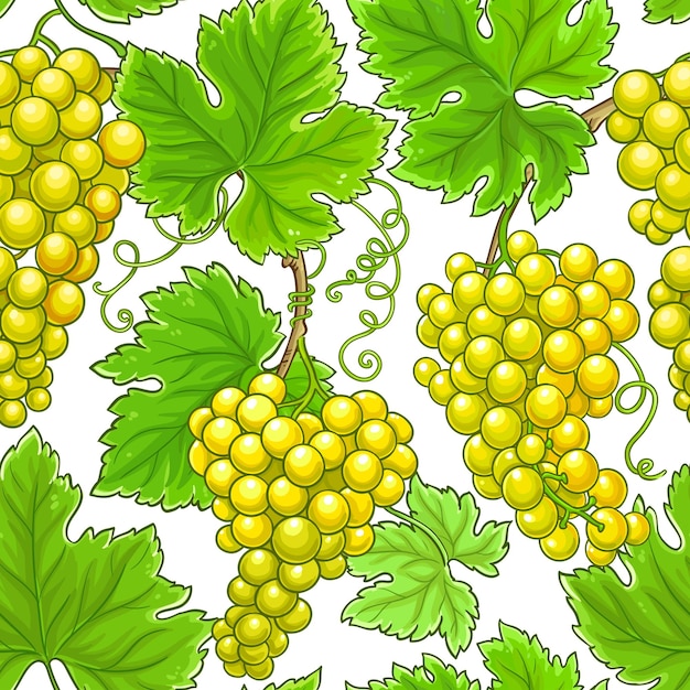 patrón vectorial de ramas de uvas sobre un fondo blanco