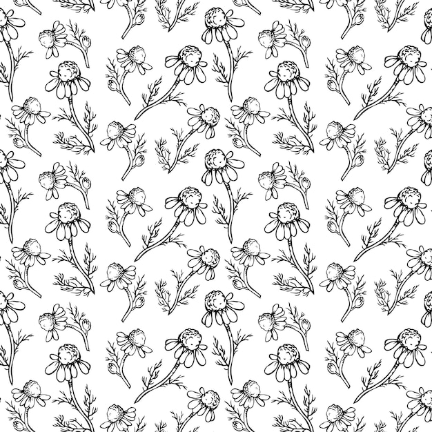 Patrón de verano vectorial con margaritas lineales y realistas sobre un fondo transparente