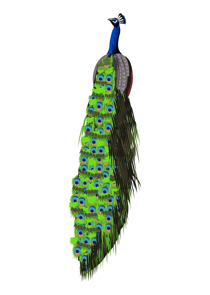 Vector pavo real con coloridas plumas en la espalda sentado en la pared clipart utilizado para los diseños de tarjetas de boda hindú