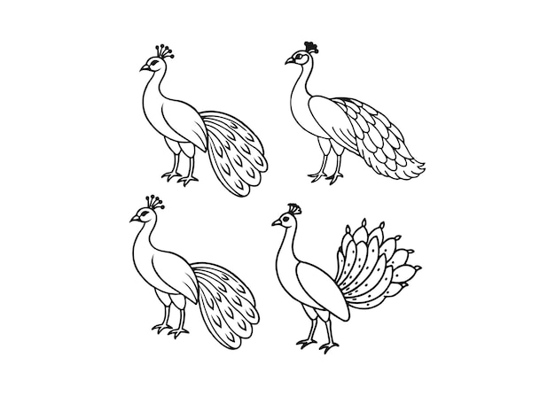 Pavo real dibujado a mano