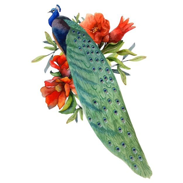 Pavo real en flores de granada roja ilustración vectorial de acuarela naturaleza tropical de verano