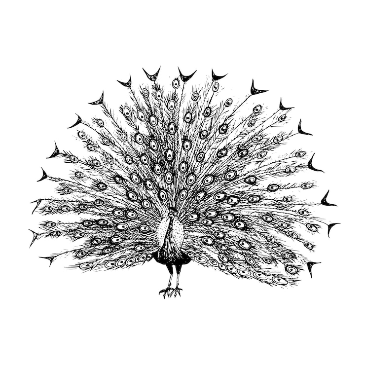 Vector pavo real vectorial con dibujo de tinta de cola abierta ilustración en blanco y negro dibujo realista dibujado a mano
