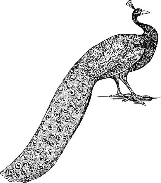 El pavo real
