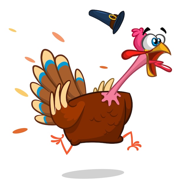 Pavo