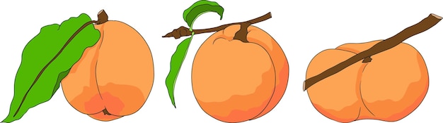 el peach col16eps
