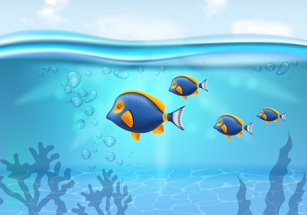 peces de colores bajo el agua