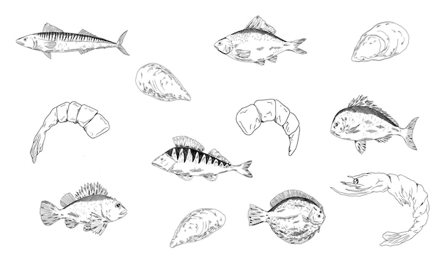 peces conjunto vectorial Pike percha ruff pescado caballa buscadores principales cucaracha crucian carpa pescado camarón mejillones multicolor clipart mariscos comida saludable comida de mar mediterráneo menú de restaurante