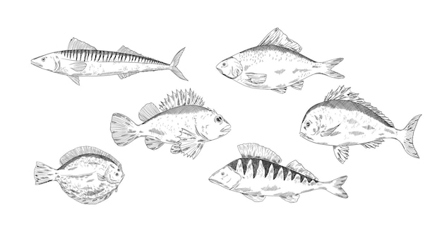 peces conjunto vectorial Pike percha ruff pescado caballa buscadores principales cucaracha crucian carpa pescado clipart multicolor mar alimentos de pesca comida saludable niños animales ilustración para niños
