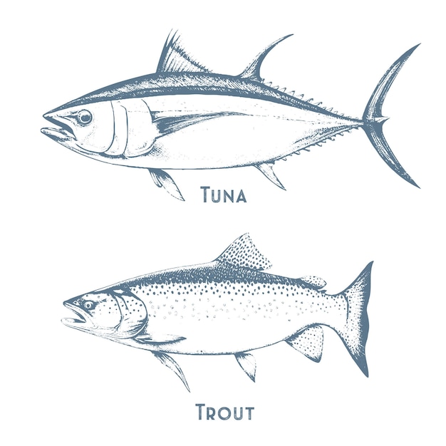 Los peces dibujan íconos de atún, perca y lucio o salmón y marlín, conjunto de vectores de mar de agua salada o dulce